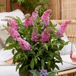 Davido budlėja - Buddleja davidii BUTTERFLY CANDY LITTLE BUBBLEGUM