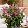 Davido budlėja - Buddleja davidii BUTTERFLY CANDY LITTLE BUBBLEGUM