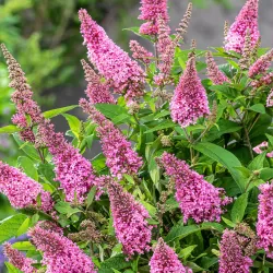 Buddleja davidii BUTTERFLY CANDY LITTLE BUBBLEGUM
