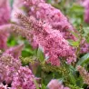 Buddleja davidii BUTTERFLY CANDY LITTLE BUBBLEGUM