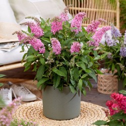 Davido budlėja - Buddleja davidii BUTTERFLY CANDY LITTLE BUBBLEGUM