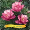 copy of Paeonia PASTEL SPLENDOR