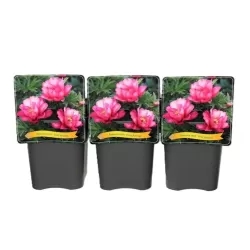 copy of Paeonia PASTEL SPLENDOR
