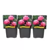 copy of Paeonia PASTEL SPLENDOR