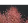 Pūkenis - GRACE