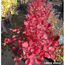 Pūkenis - Cotinus coggygria LILLA