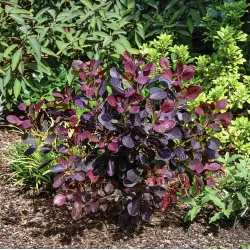Pūkenis - Cotinus coggygria LILLA