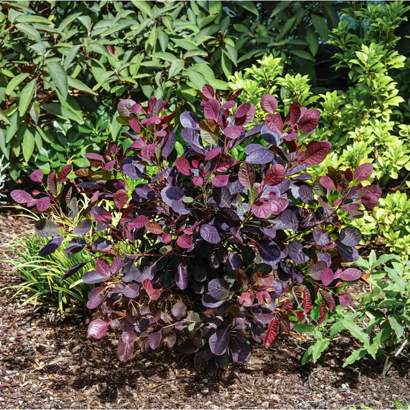 Pūkenis - Cotinus coggygria LILLA