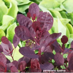 Pūkenis - Cotinus coggygria LILLA