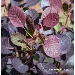 Pūkenis - Cotinus coggygria LILLA