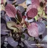 Pūkenis - Cotinus coggygria LILLA