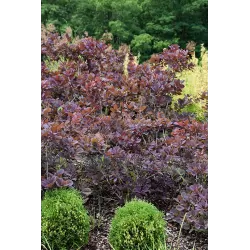 Užsisakyk augalus pavasariui jau dabar