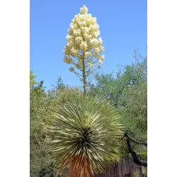 Yucca rostrata