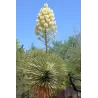 Yucca rostrata