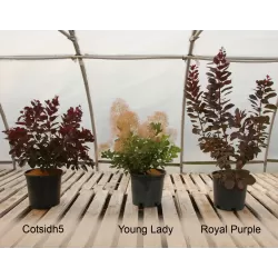 Užsisakyk augalus pavasariui jau dabar