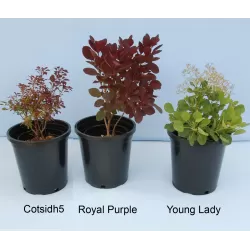 Užsisakyk augalus pavasariui jau dabar