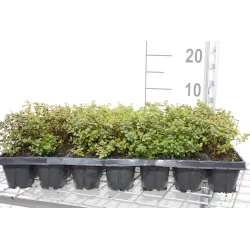 Spiraea japonica LITTLE PRINCESS