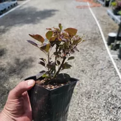 Užsisakyk augalus pavasariui jau dabar