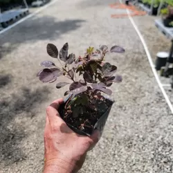 Užsisakyk augalus pavasariui jau dabar