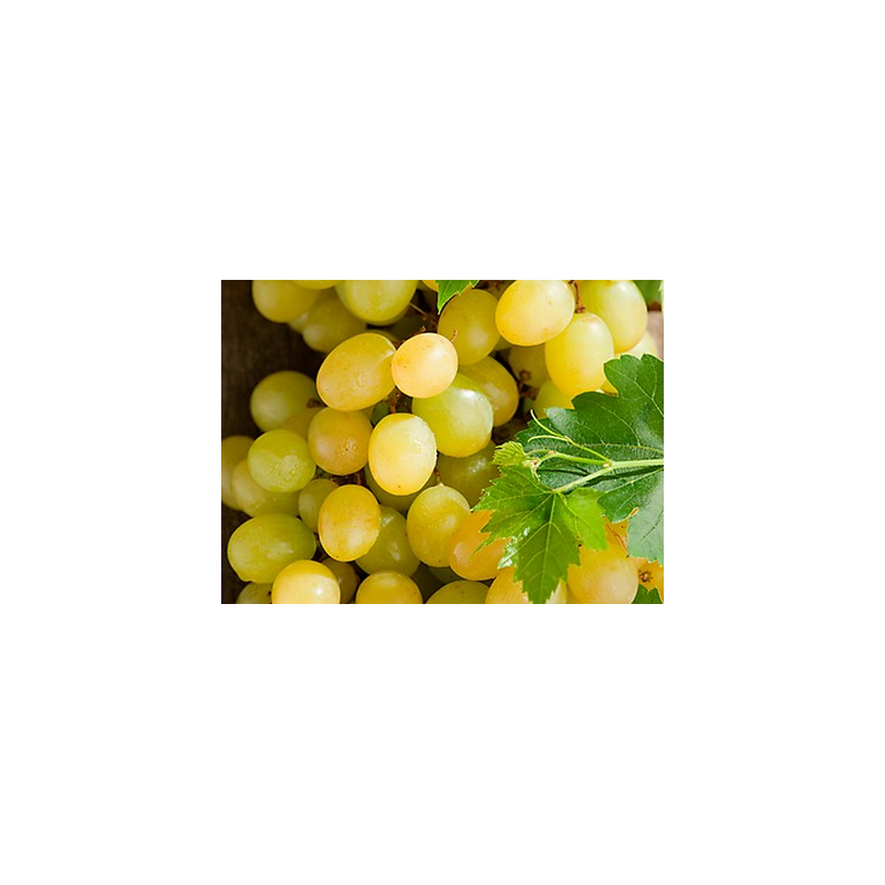 Vynmedis - Vitis Palatina