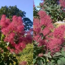 Užsisakyk augalus pavasariui jau dabar