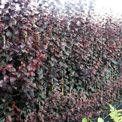 Slyvų sodinukai internetu su pristatymu į namus