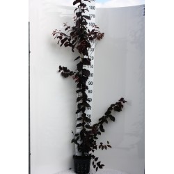 Slyvų sodinukai internetu su pristatymu į namus