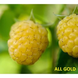 Aviečių sodinukai vazonuose internetu su pristatymu į namus visoje Lietuvoje