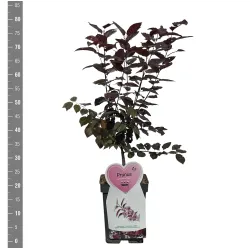 Plum - Prunus cerasifera NIGRA