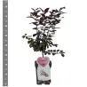 Plum - Prunus cerasifera NIGRA