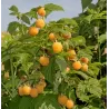 Rubus ideaus All Gold