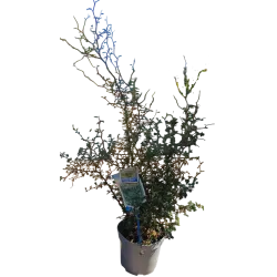 Gulščioji sofora - Sophora prostrata Little Baby
