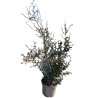 Gulščioji sofora - Sophora prostrata Little Baby