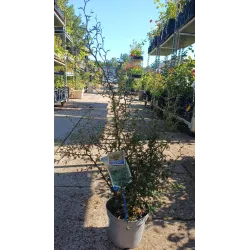 Gulščioji sofora - Sophora prostrata Little Baby