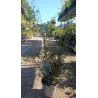 Gulščioji sofora - Sophora prostrata Little Baby