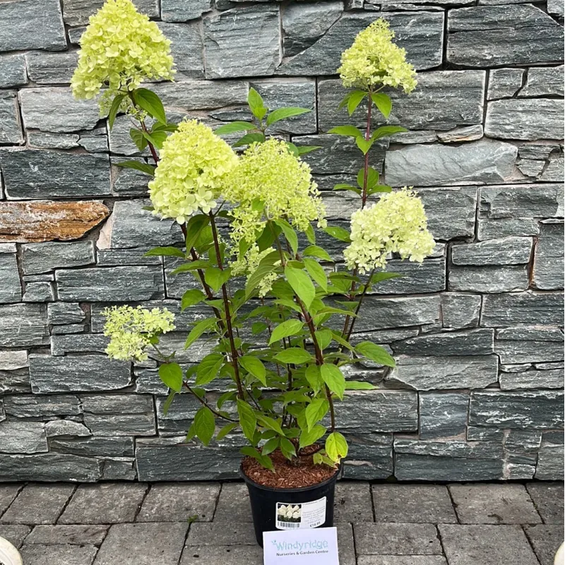 Hydrangea paniculata Limelight PBR v.St Tray 9x9cm
