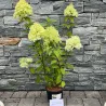 Hydrangea paniculata Limelight PBR v.St Tray 9x9cm