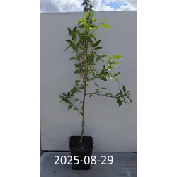 Šermukšnio ir aronijos hibridas - Sorbus BURKA