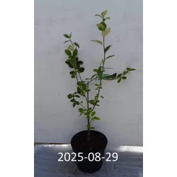 Miltingasis šermukšnis - Sorbus aria