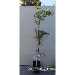 Arnoldo šermukšnis - Sorbus arnoldiana Golden Wonder
