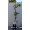 Rowan - Sorbus arnoldiana GOLDEN WONDER