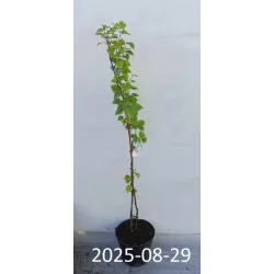 Paprastasis skroblas - Carpinus betulus FASTIGIATA