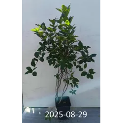 Juodavaisė aronija - Aronia melanocarpa