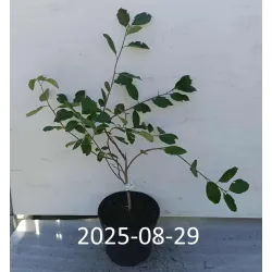 Juodavaisių aronijų Nero sodinukai su pristatymu į namus