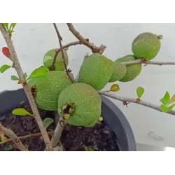 Quince - Chaenomeles japonica CIDO RED