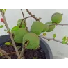 Svarainis - Chaenomeles japonica CIDO RED