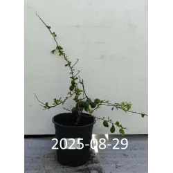 Quince - Chaenomeles japonica CIDO RED