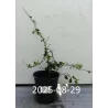 Svarainis - Chaenomeles japonica CIDO RED