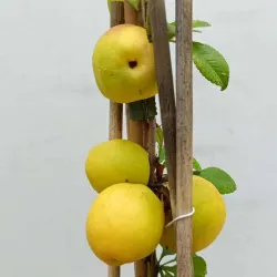 Chaenomeles japonica SARGENTII