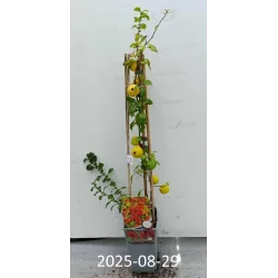 Svarainis - Chaenomeles japonica SARGENTII